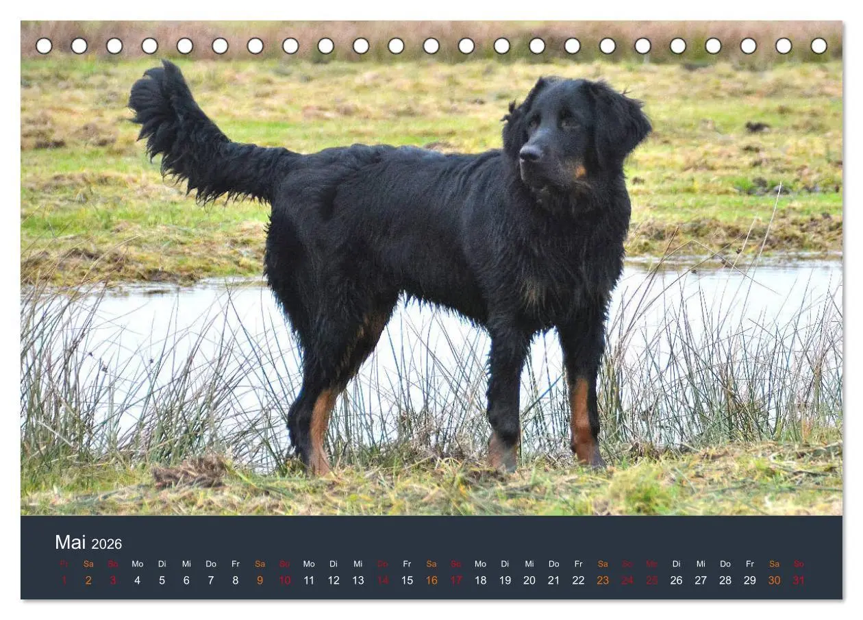 Bild: 9783457716908 | Ein Hovawart, ein Wachhund (Tischkalender 2026 DIN A5 quer),...