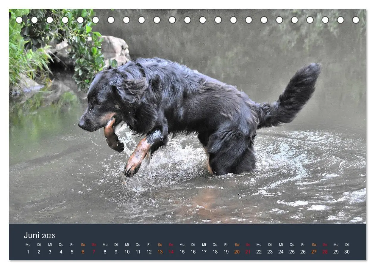 Bild: 9783457716908 | Ein Hovawart, ein Wachhund (Tischkalender 2026 DIN A5 quer),...