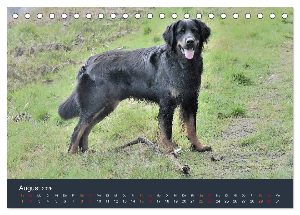 Bild: 9783457716908 | Ein Hovawart, ein Wachhund (Tischkalender 2026 DIN A5 quer),...