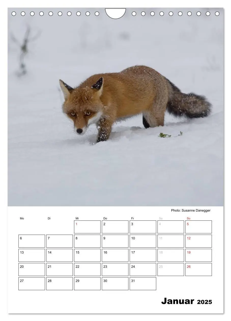 Bild: 9783457087008 | Rotfuchs - Impressionen (Wandkalender 2025 DIN A4 hoch), CALVENDO...