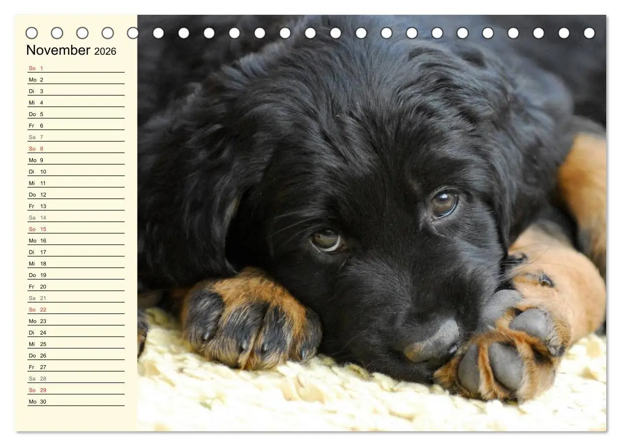 Bild: 9783516007008 | Mein bester Freund - Der Hovawart (Tischkalender 2026 DIN A5 quer),...