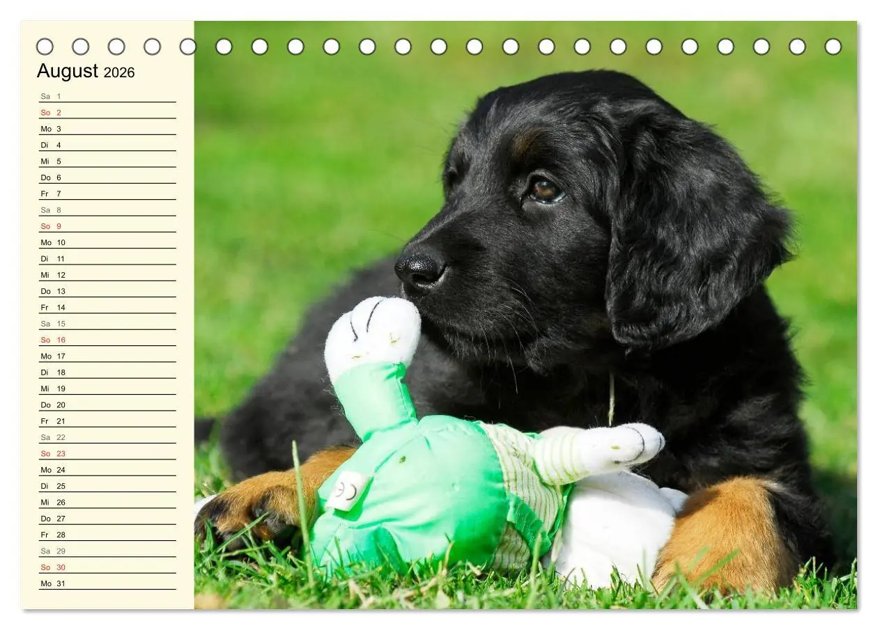 Bild: 9783516007008 | Mein bester Freund - Der Hovawart (Tischkalender 2026 DIN A5 quer),...