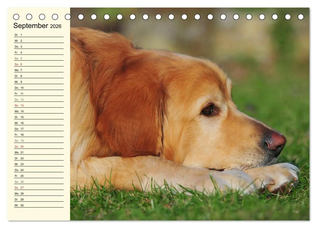 Bild: 9783516007008 | Mein bester Freund - Der Hovawart (Tischkalender 2026 DIN A5 quer),...