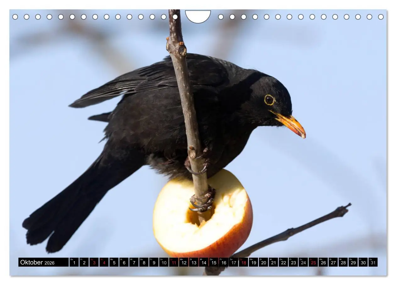 Bild: 9783516177008 | Gartenvögel (Wandkalender 2026 DIN A4 quer), CALVENDO Monatskalender
