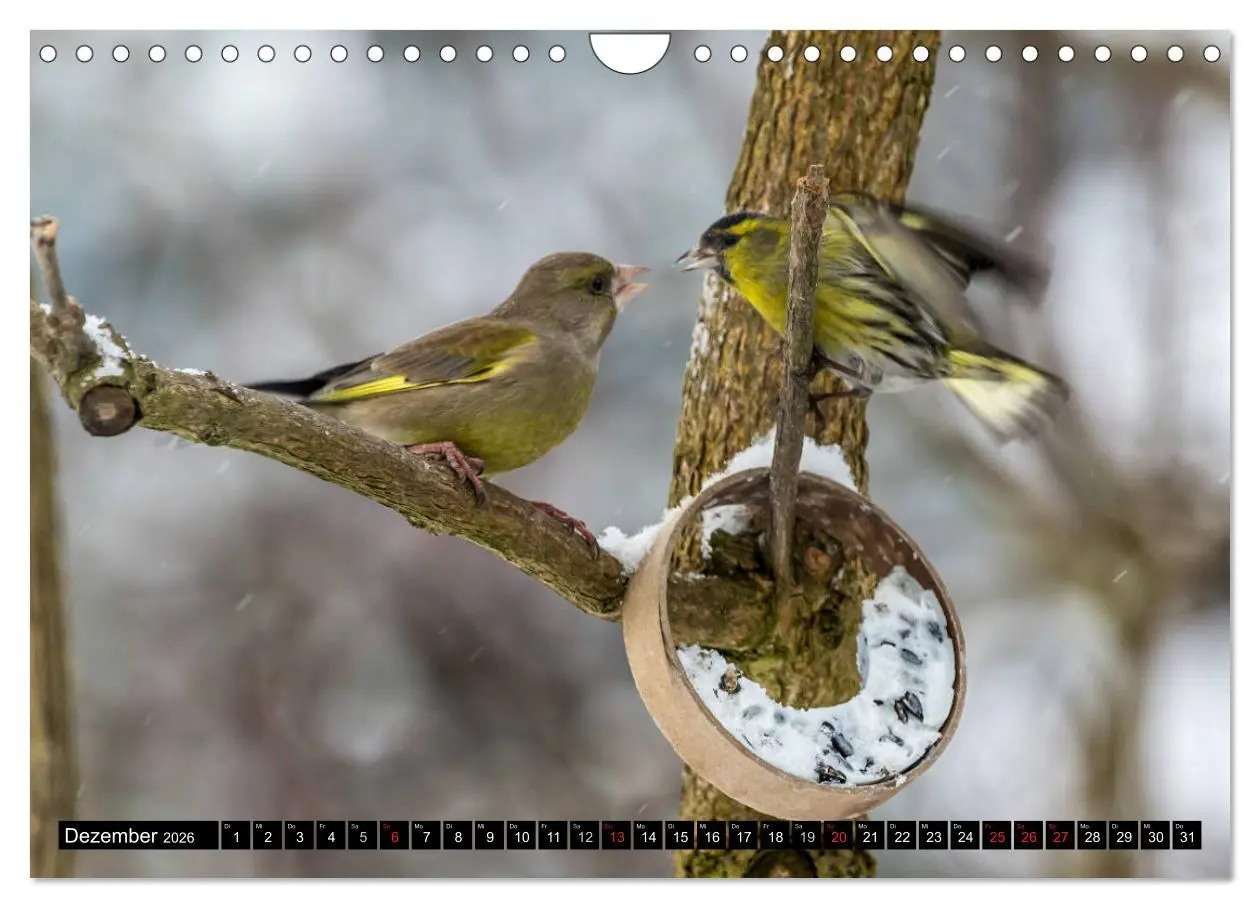 Bild: 9783516177008 | Gartenvögel (Wandkalender 2026 DIN A4 quer), CALVENDO Monatskalender