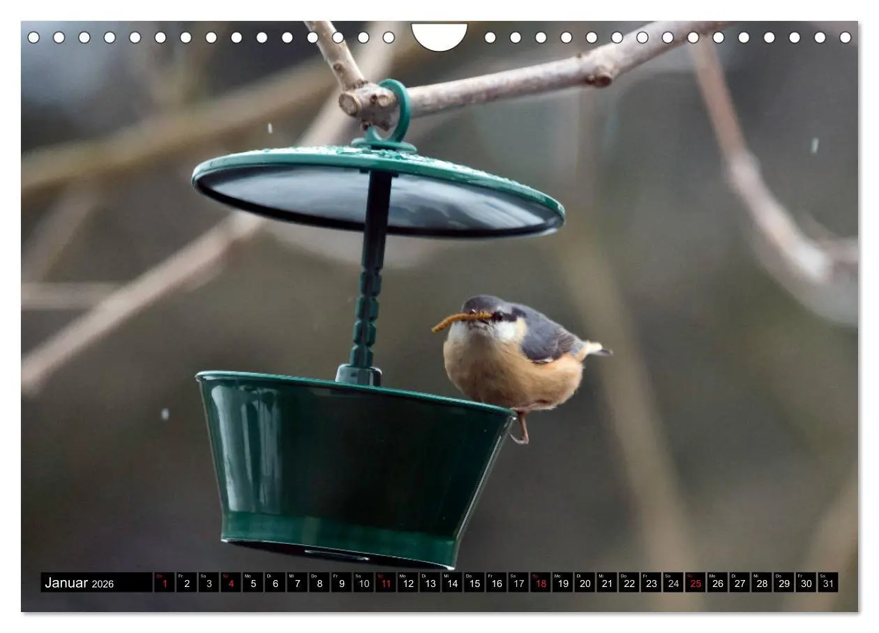 Bild: 9783516177008 | Gartenvögel (Wandkalender 2026 DIN A4 quer), CALVENDO Monatskalender