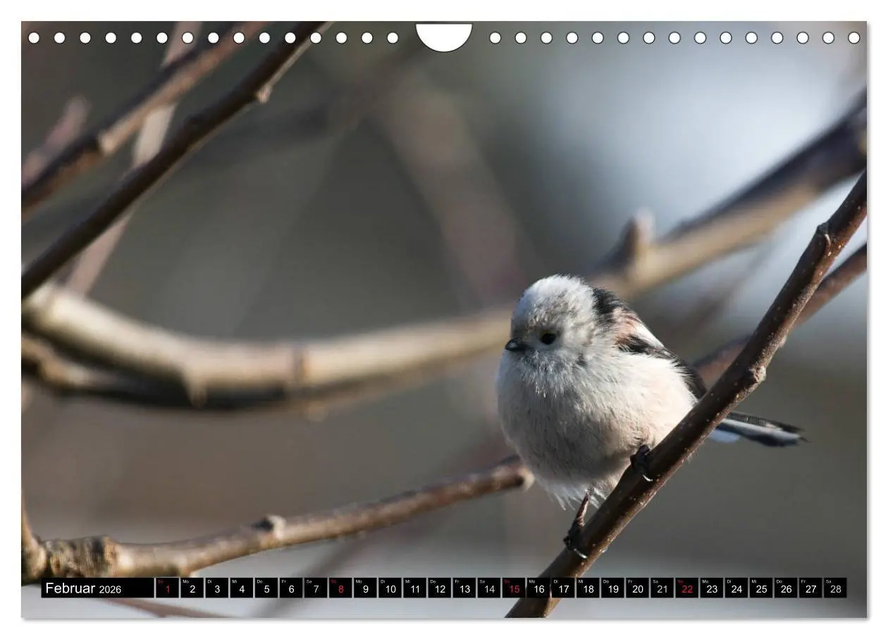 Bild: 9783516177008 | Gartenvögel (Wandkalender 2026 DIN A4 quer), CALVENDO Monatskalender