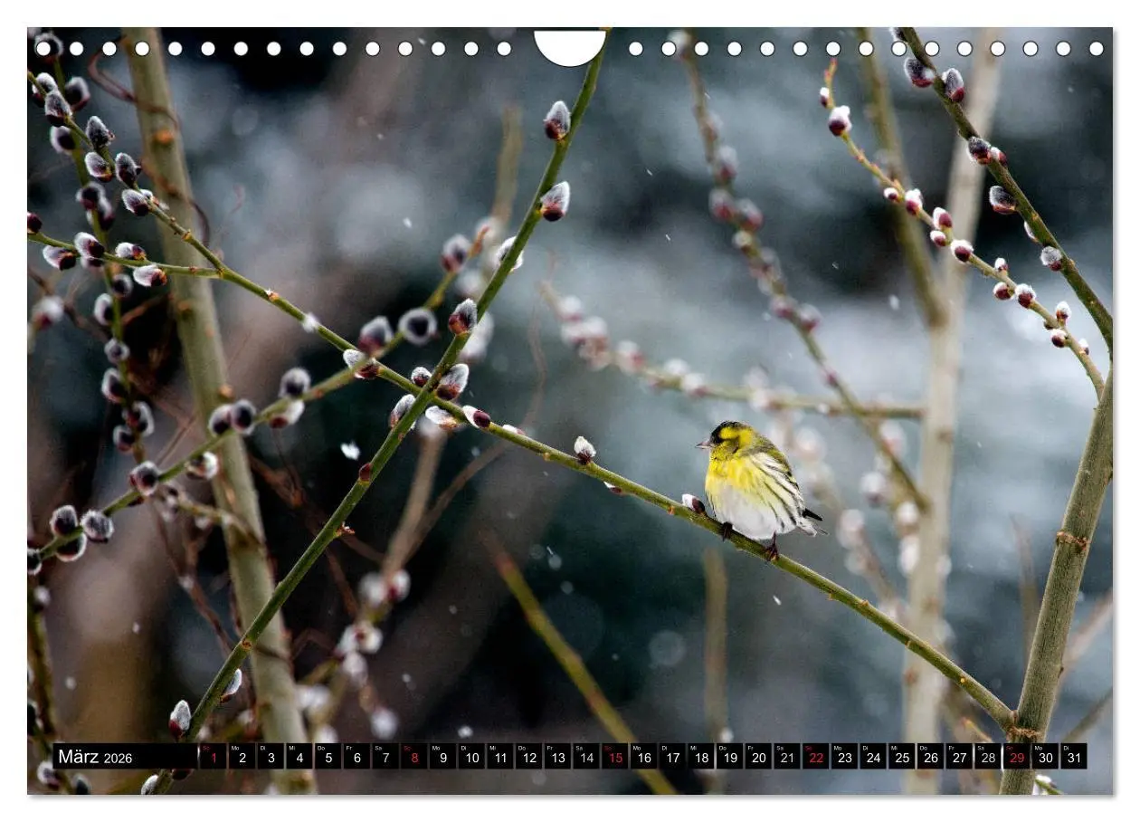 Bild: 9783516177008 | Gartenvögel (Wandkalender 2026 DIN A4 quer), CALVENDO Monatskalender