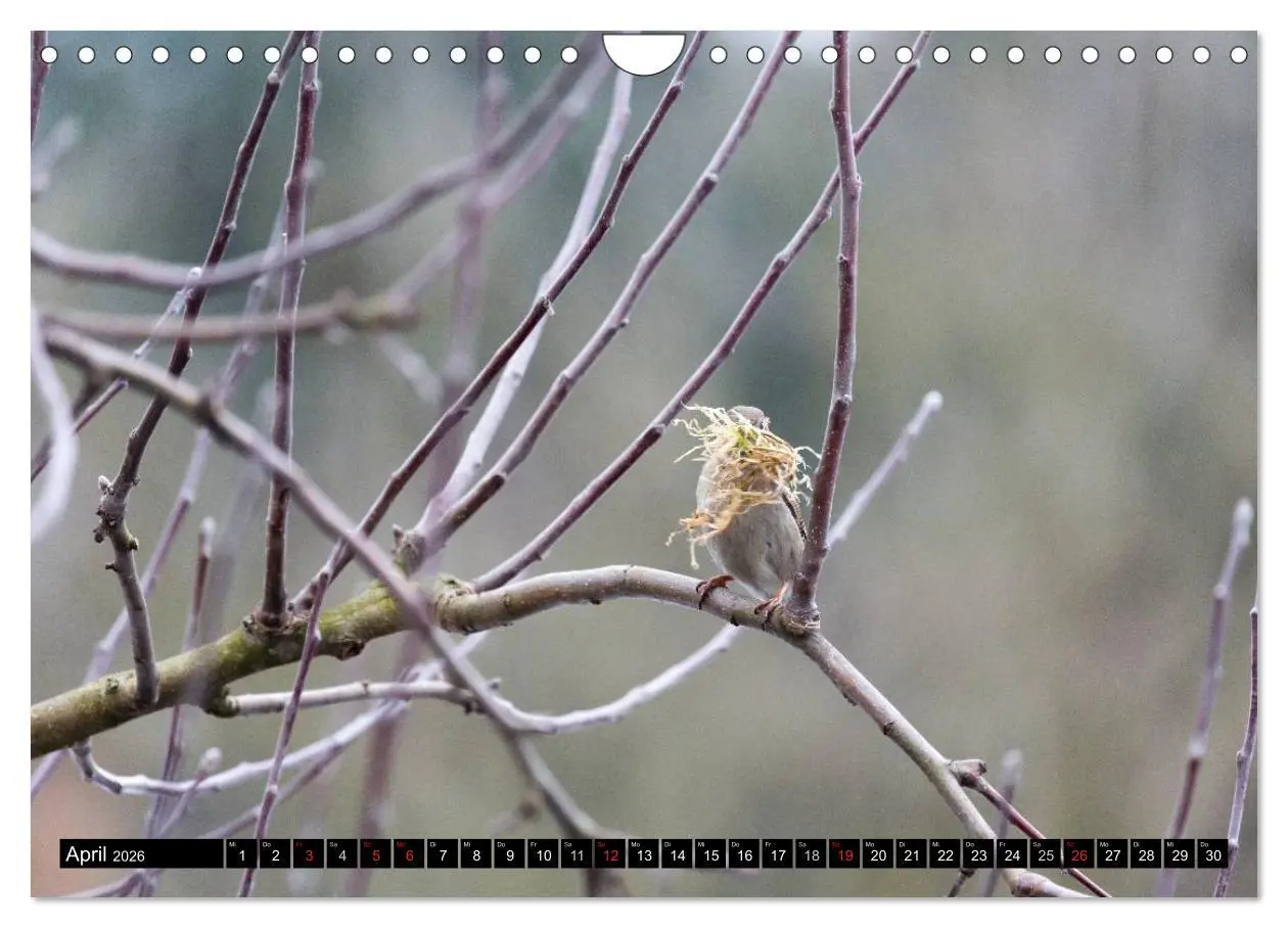 Bild: 9783516177008 | Gartenvögel (Wandkalender 2026 DIN A4 quer), CALVENDO Monatskalender