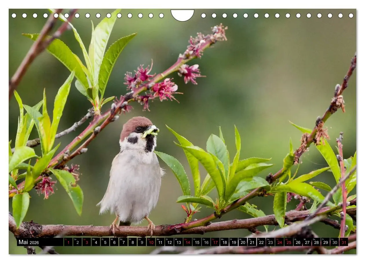 Bild: 9783516177008 | Gartenvögel (Wandkalender 2026 DIN A4 quer), CALVENDO Monatskalender