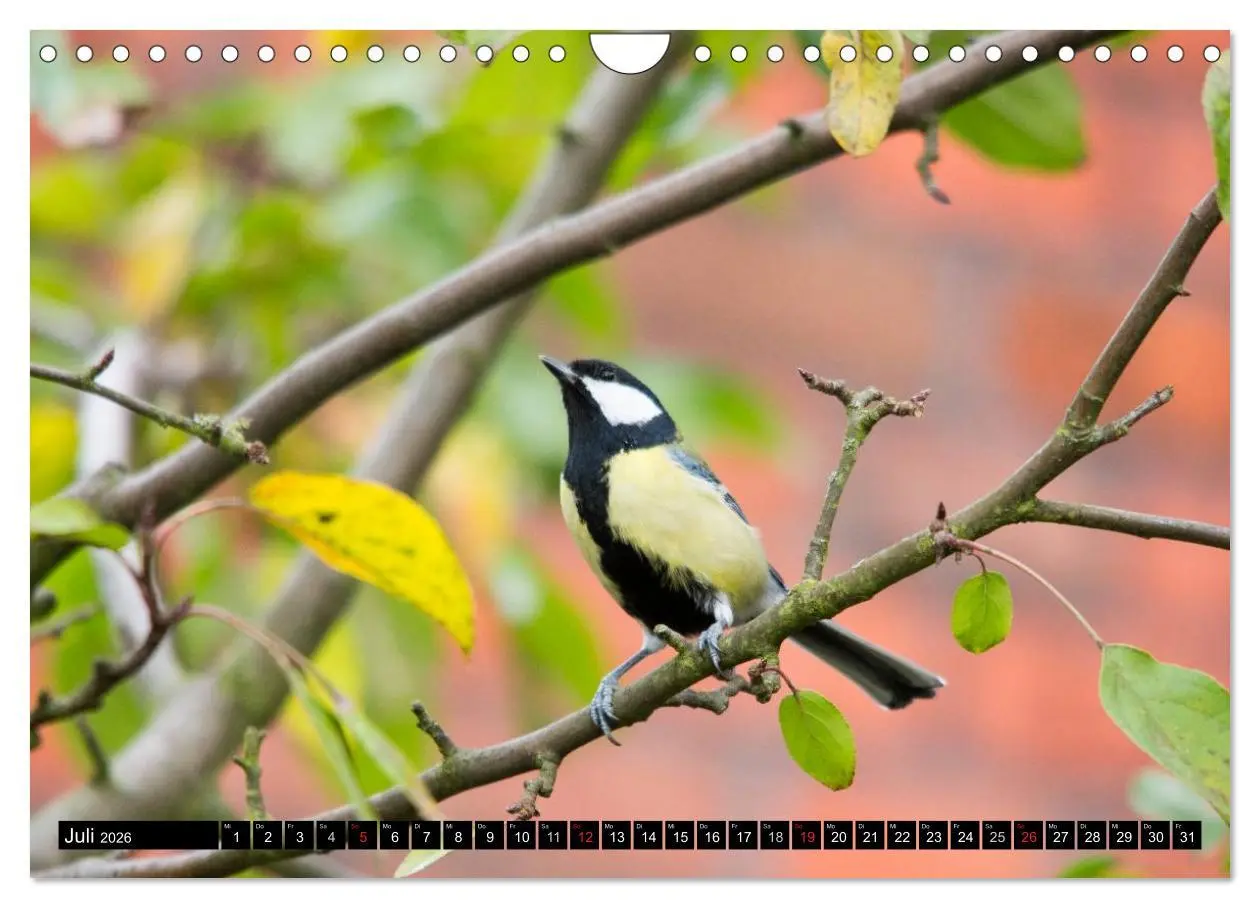 Bild: 9783516177008 | Gartenvögel (Wandkalender 2026 DIN A4 quer), CALVENDO Monatskalender