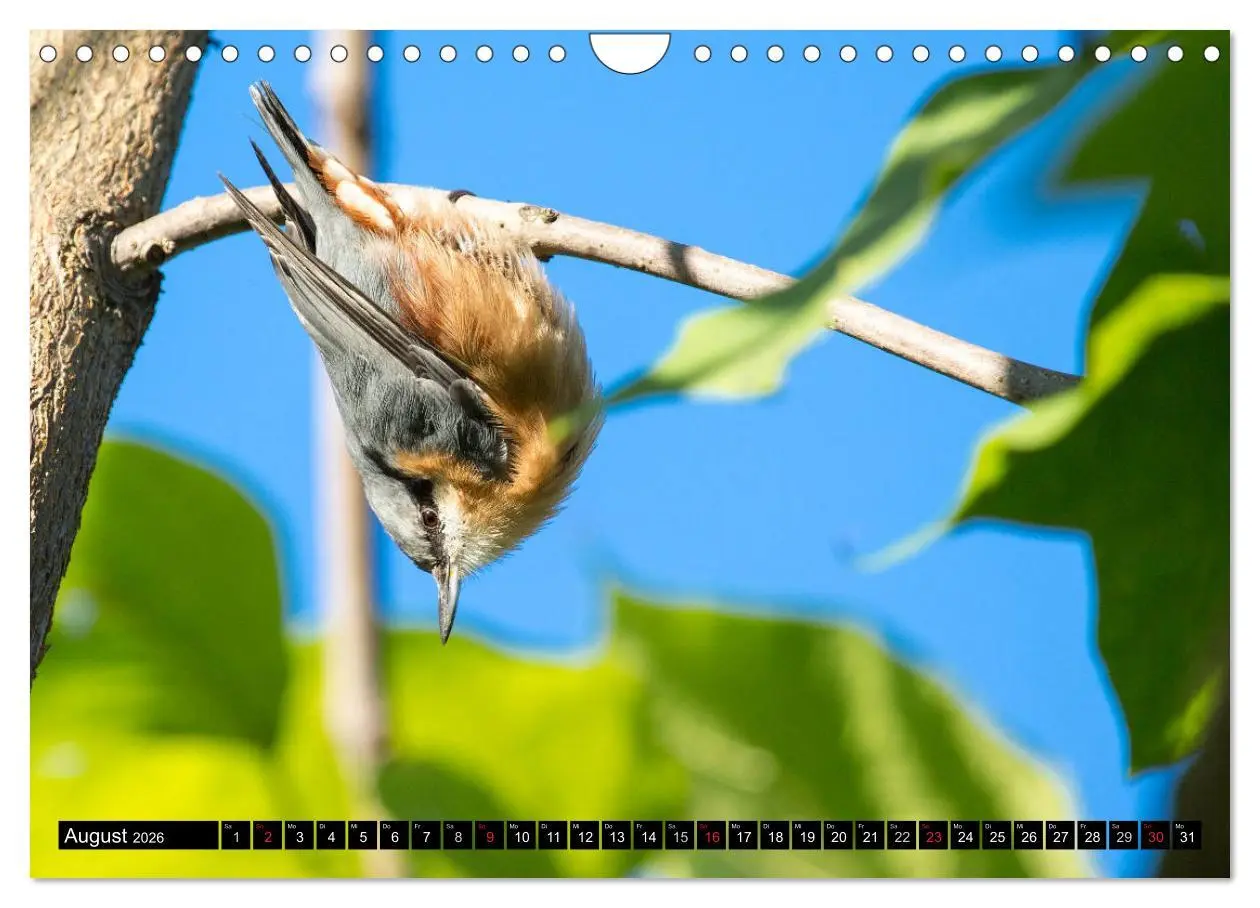 Bild: 9783516177008 | Gartenvögel (Wandkalender 2026 DIN A4 quer), CALVENDO Monatskalender