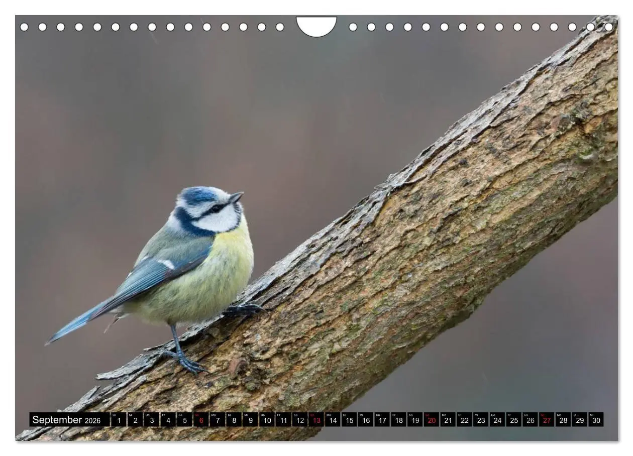 Bild: 9783516177008 | Gartenvögel (Wandkalender 2026 DIN A4 quer), CALVENDO Monatskalender