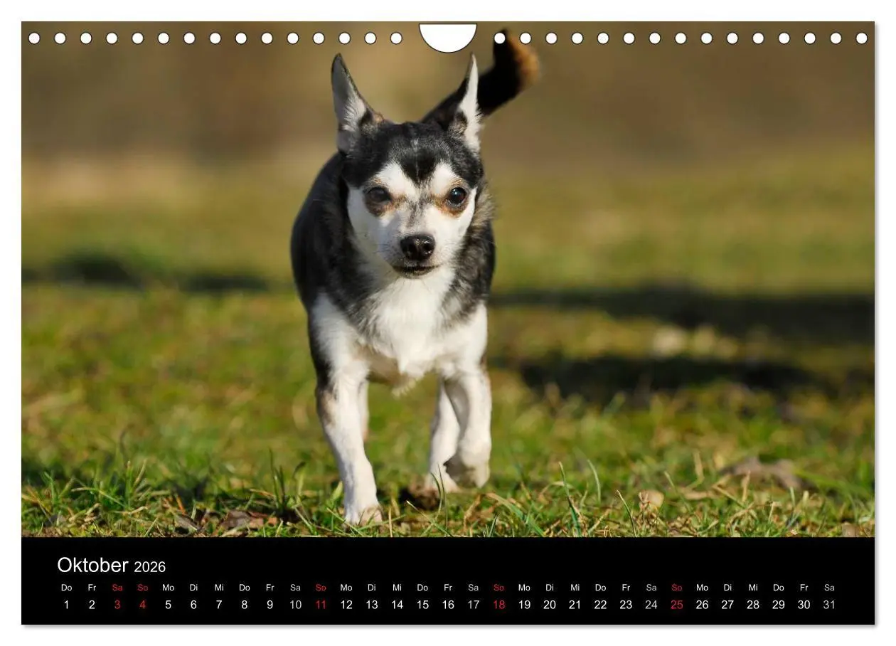 Bild: 9783516167108 | Chihuahua - Kleine Hunde ganz groß (Wandkalender 2026 DIN A4 quer),...
