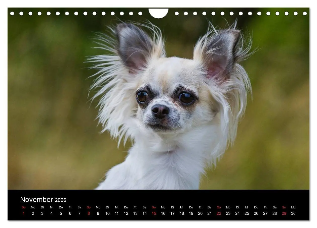 Bild: 9783516167108 | Chihuahua - Kleine Hunde ganz groß (Wandkalender 2026 DIN A4 quer),...