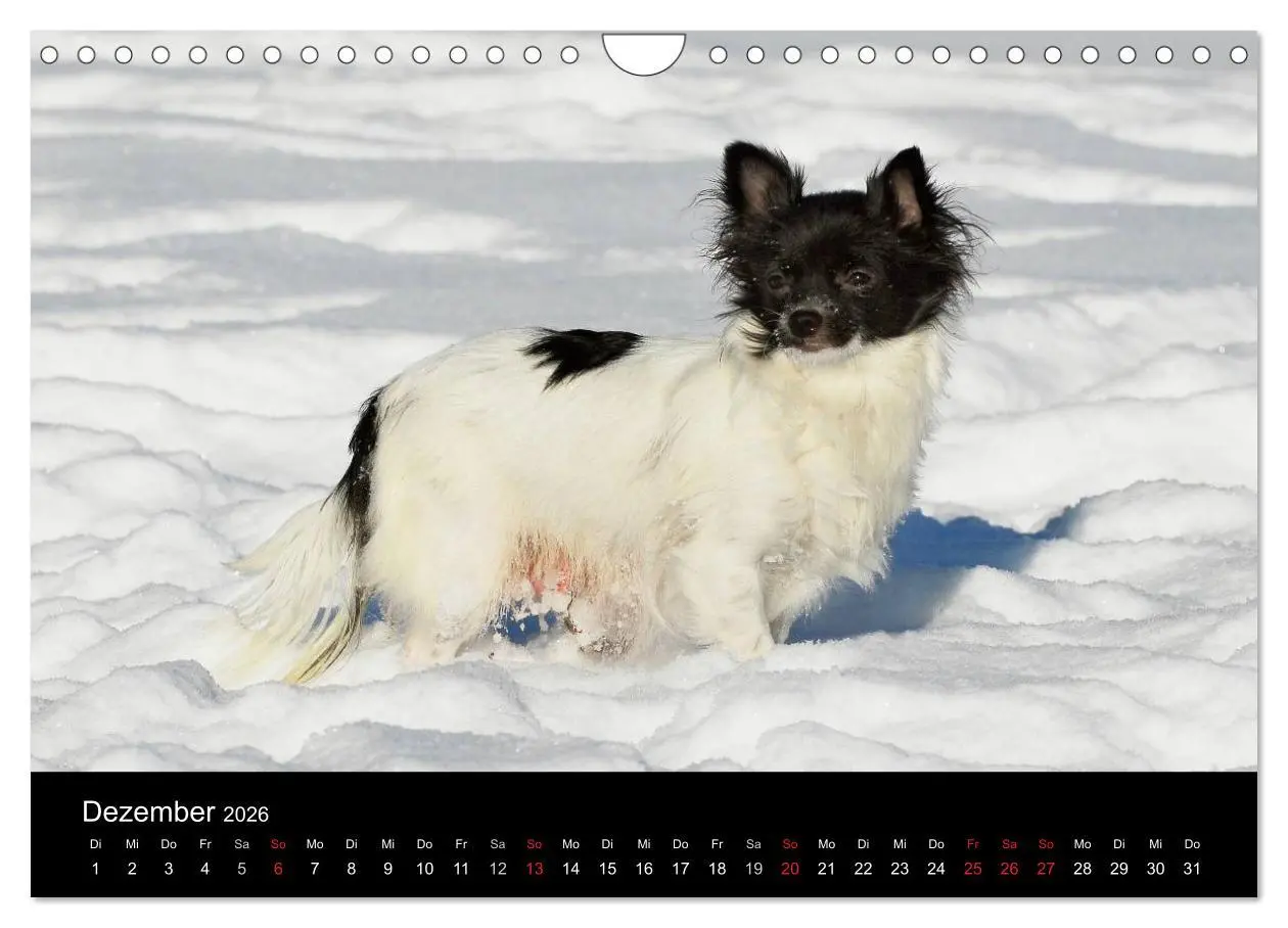 Bild: 9783516167108 | Chihuahua - Kleine Hunde ganz groß (Wandkalender 2026 DIN A4 quer),...