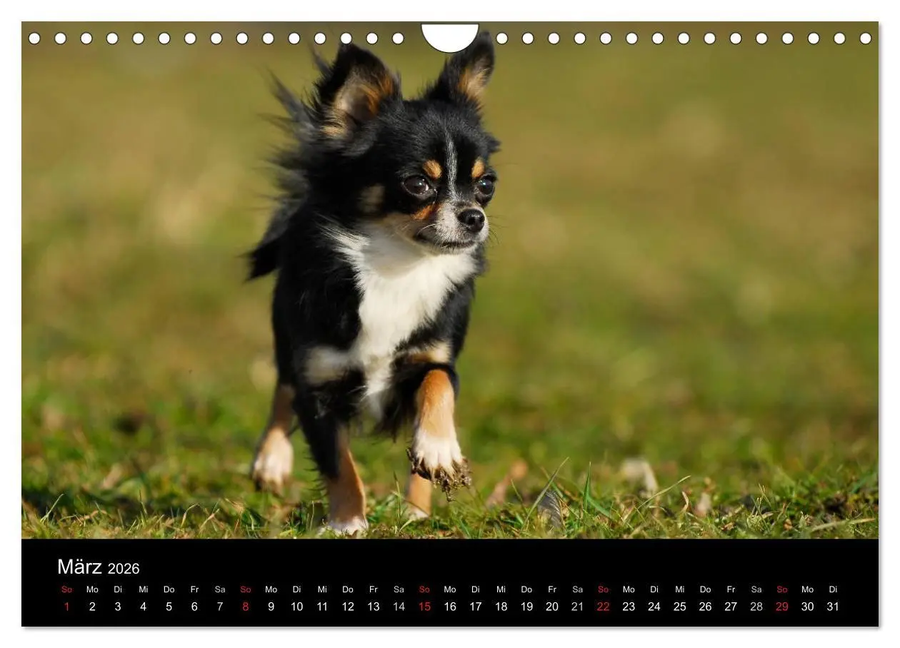 Bild: 9783516167108 | Chihuahua - Kleine Hunde ganz groß (Wandkalender 2026 DIN A4 quer),...