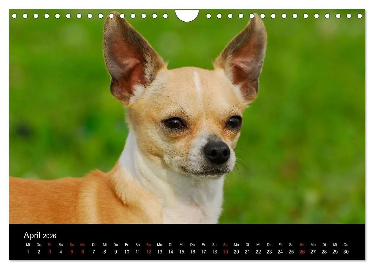 Bild: 9783516167108 | Chihuahua - Kleine Hunde ganz groß (Wandkalender 2026 DIN A4 quer),...