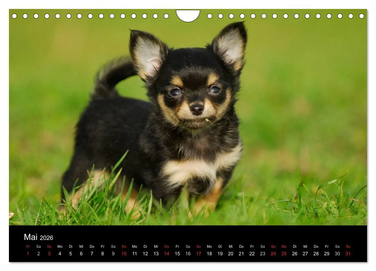Bild: 9783516167108 | Chihuahua - Kleine Hunde ganz groß (Wandkalender 2026 DIN A4 quer),...