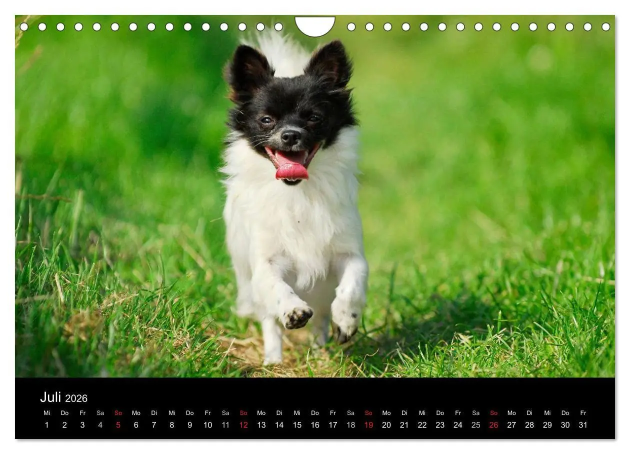 Bild: 9783516167108 | Chihuahua - Kleine Hunde ganz groß (Wandkalender 2026 DIN A4 quer),...