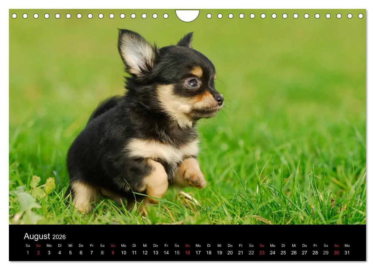 Bild: 9783516167108 | Chihuahua - Kleine Hunde ganz groß (Wandkalender 2026 DIN A4 quer),...
