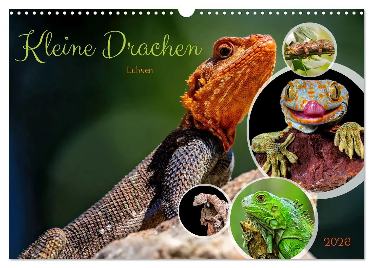 Cover: 9783457507308 | Kleine Drachen - Echsen (Wandkalender 2026 DIN A3 quer), CALVENDO...