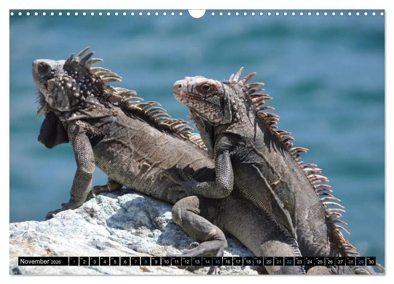 Bild: 9783457507308 | Kleine Drachen - Echsen (Wandkalender 2026 DIN A3 quer), CALVENDO...