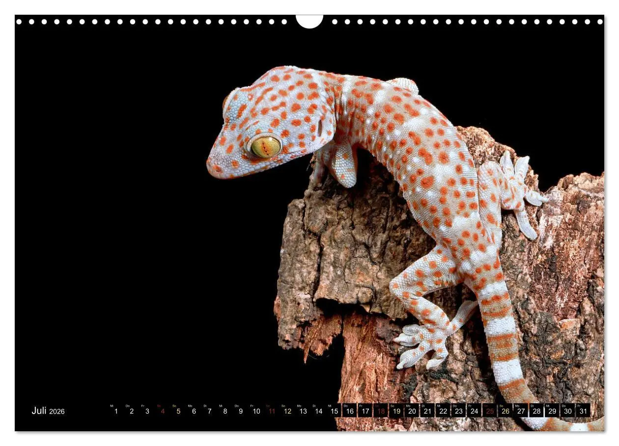 Bild: 9783457507308 | Kleine Drachen - Echsen (Wandkalender 2026 DIN A3 quer), CALVENDO...