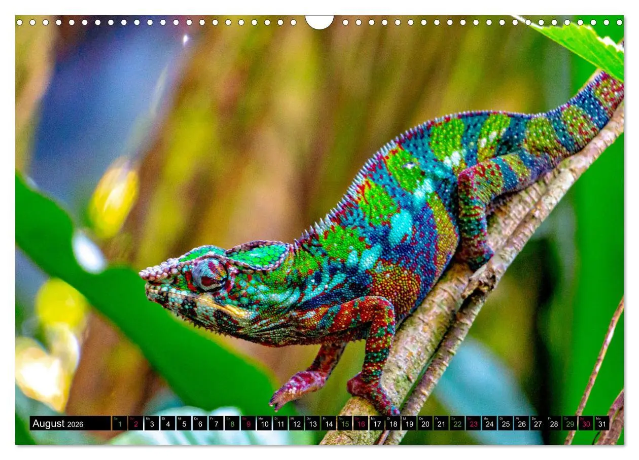 Bild: 9783457507308 | Kleine Drachen - Echsen (Wandkalender 2026 DIN A3 quer), CALVENDO...