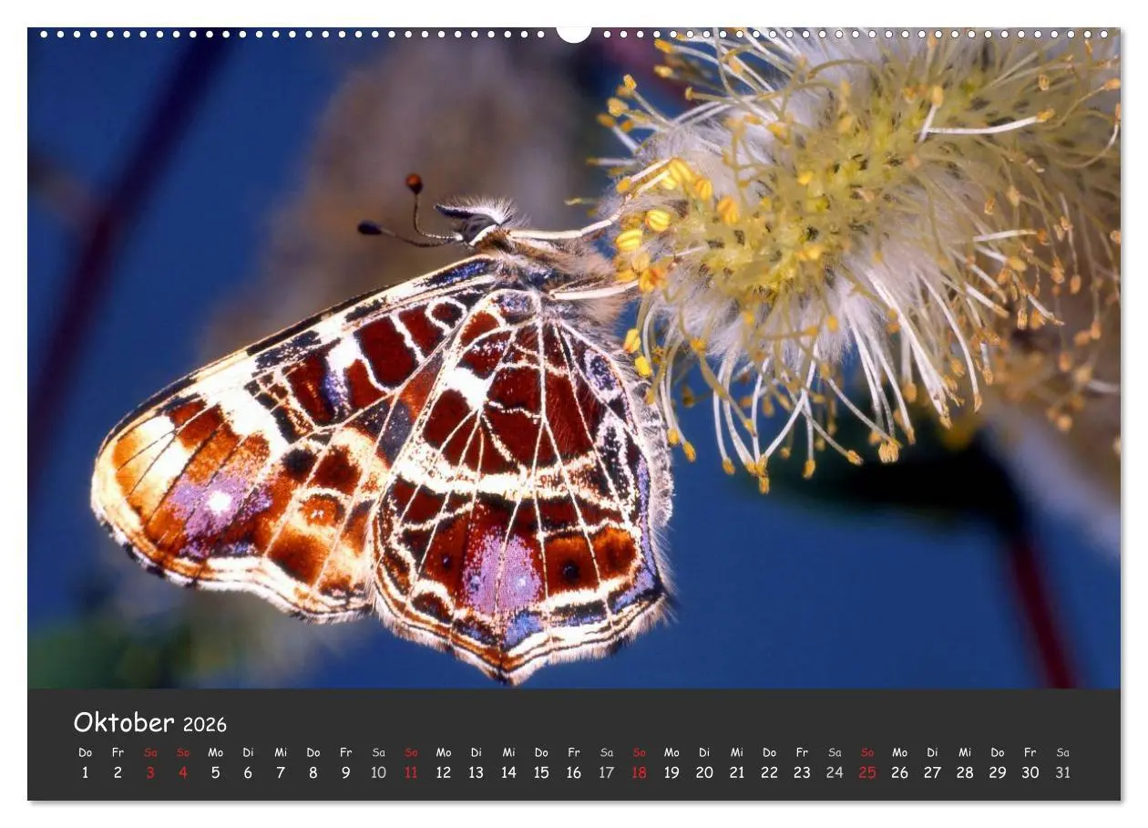 Bild: 9783516217308 | Wunderschöne Schmetterlinge (Wandkalender 2026 DIN A2 quer),...