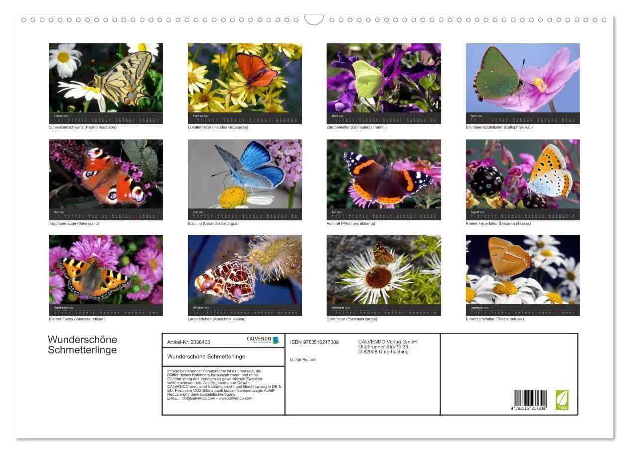 Bild: 9783516217308 | Wunderschöne Schmetterlinge (Wandkalender 2026 DIN A2 quer),...