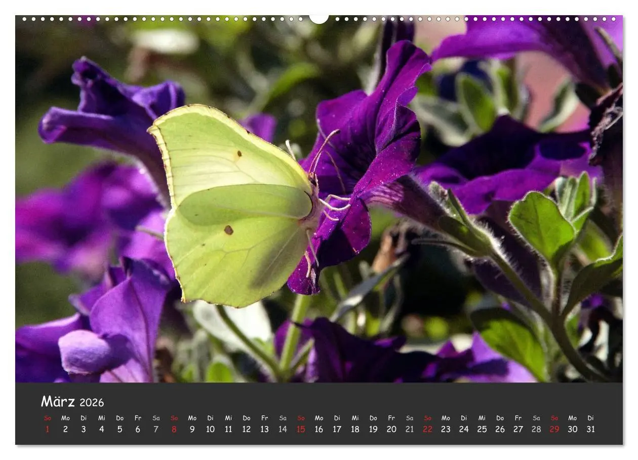 Bild: 9783516217308 | Wunderschöne Schmetterlinge (Wandkalender 2026 DIN A2 quer),...