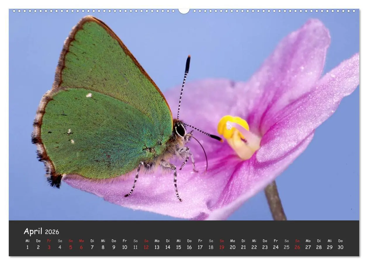 Bild: 9783516217308 | Wunderschöne Schmetterlinge (Wandkalender 2026 DIN A2 quer),...