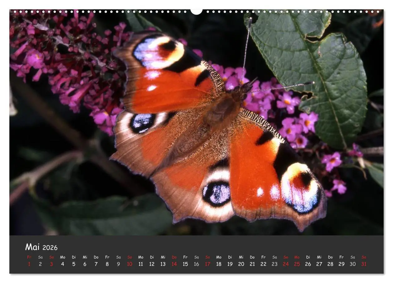 Bild: 9783516217308 | Wunderschöne Schmetterlinge (Wandkalender 2026 DIN A2 quer),...