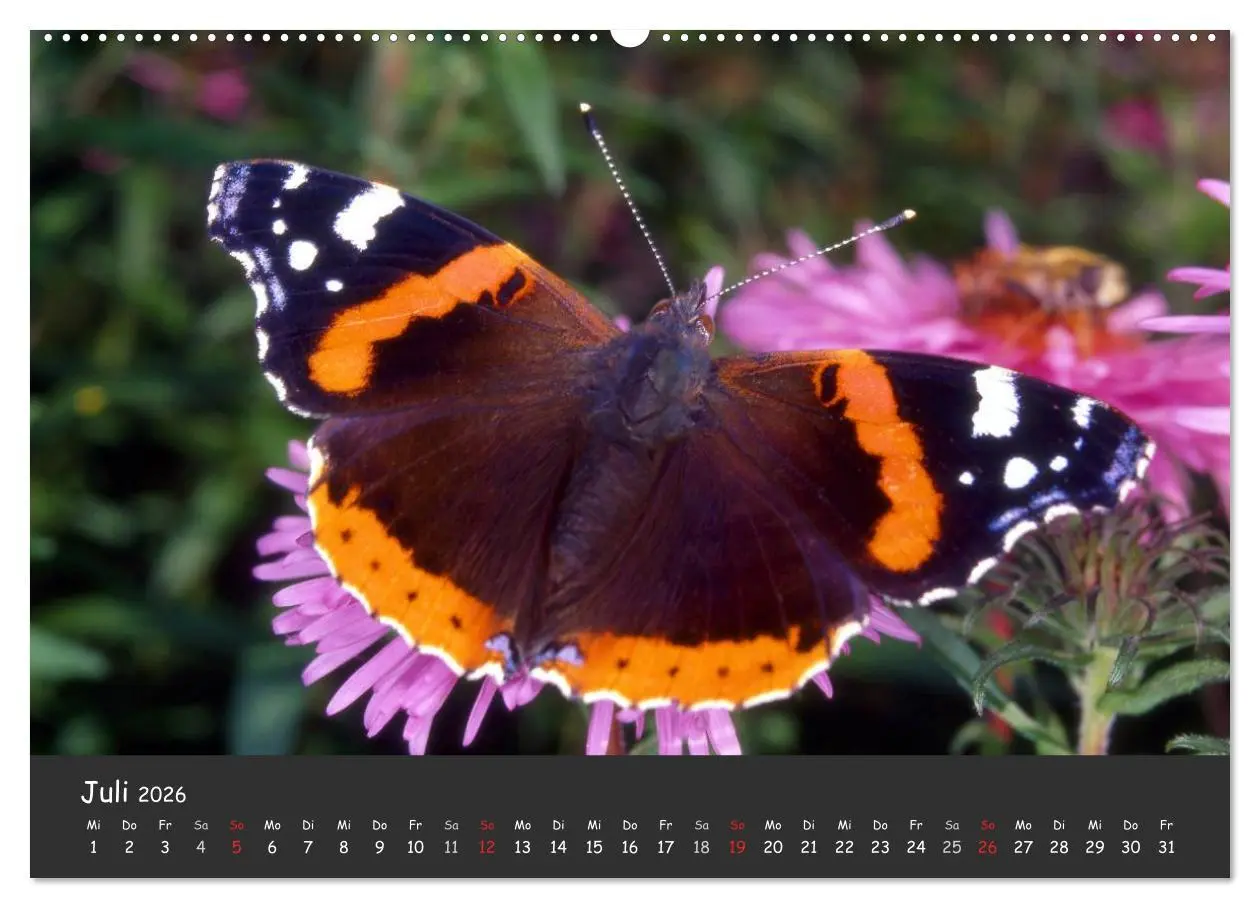 Bild: 9783516217308 | Wunderschöne Schmetterlinge (Wandkalender 2026 DIN A2 quer),...