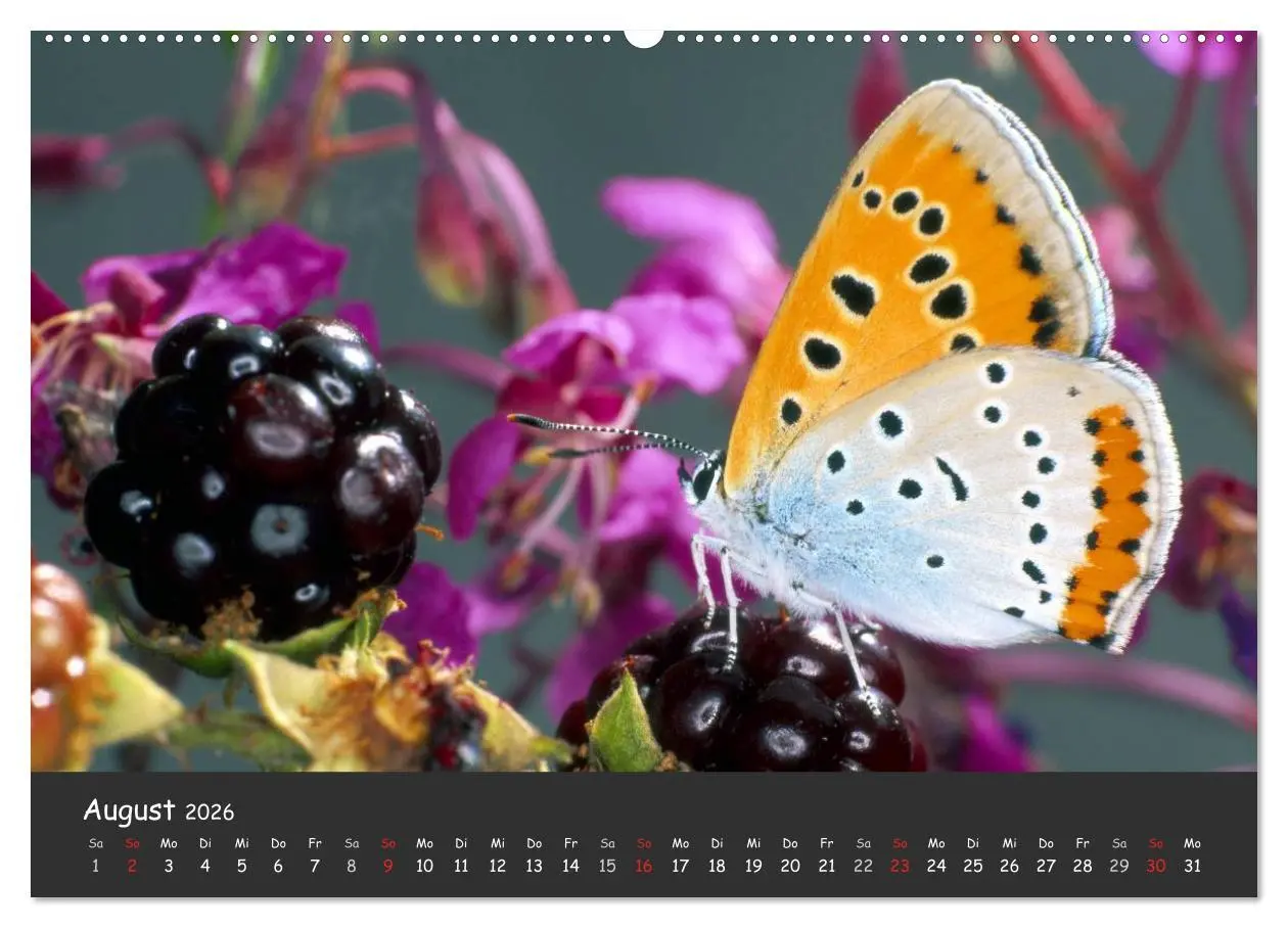 Bild: 9783516217308 | Wunderschöne Schmetterlinge (Wandkalender 2026 DIN A2 quer),...