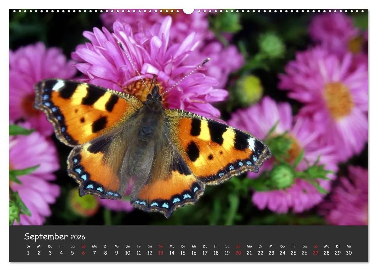 Bild: 9783516217308 | Wunderschöne Schmetterlinge (Wandkalender 2026 DIN A2 quer),...