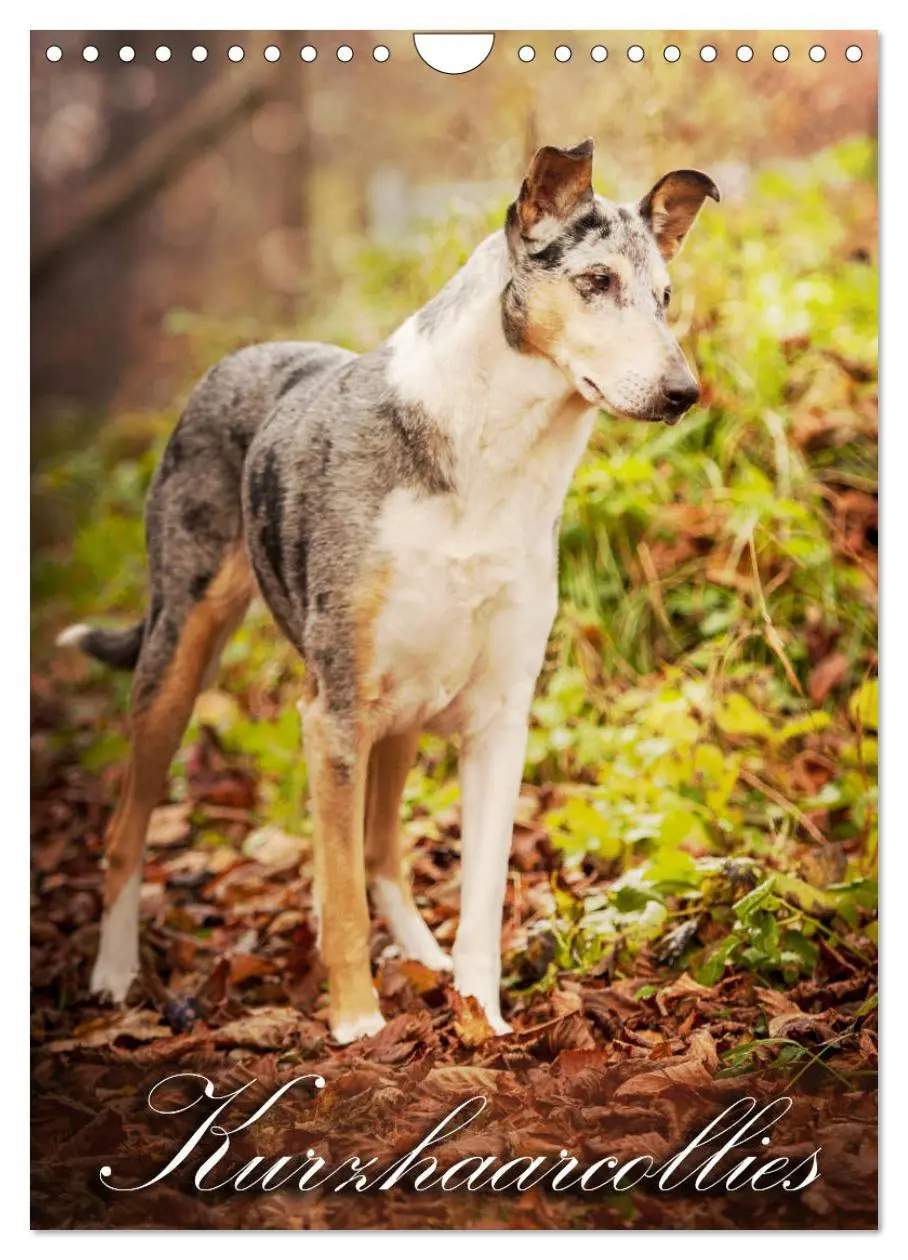 Cover: 9783516457308 | Kurzhaarcollies (Wandkalender 2026 DIN A4 hoch), CALVENDO...