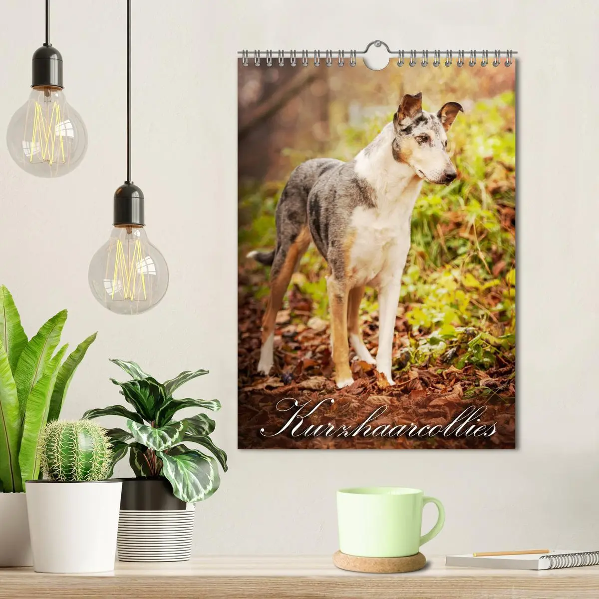 Bild: 9783516457308 | Kurzhaarcollies (Wandkalender 2026 DIN A4 hoch), CALVENDO...