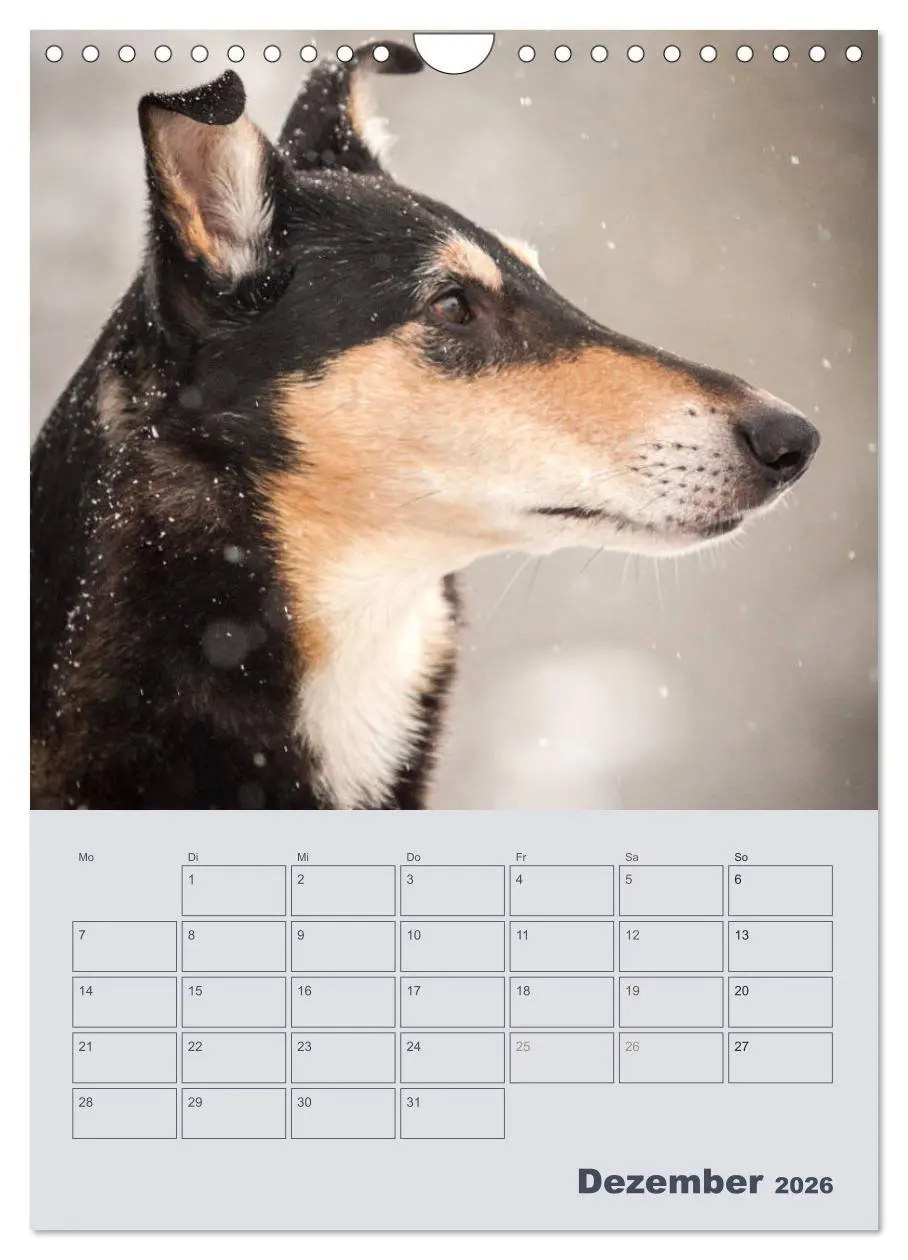 Bild: 9783516457308 | Kurzhaarcollies (Wandkalender 2026 DIN A4 hoch), CALVENDO...