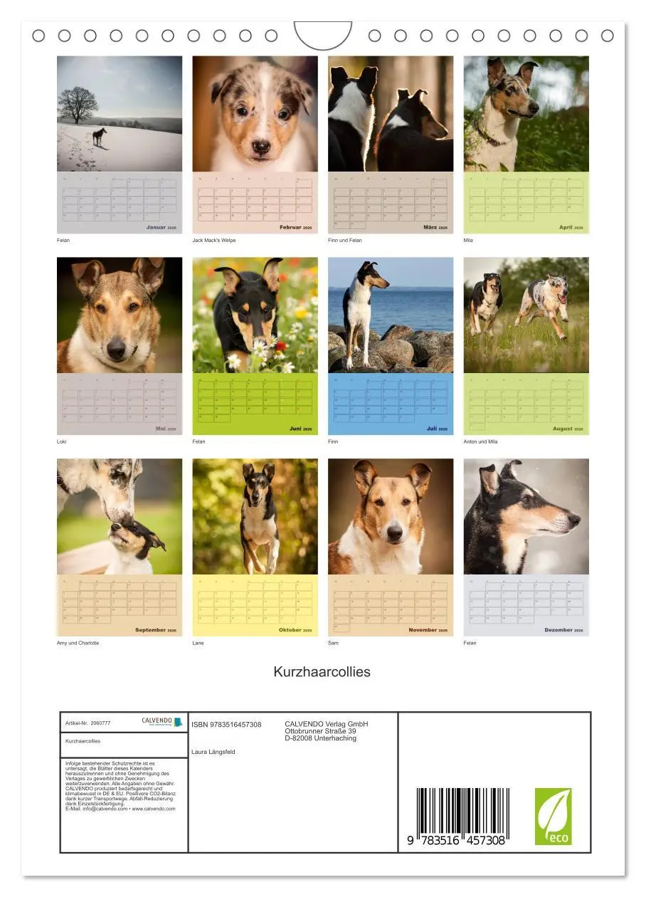 Bild: 9783516457308 | Kurzhaarcollies (Wandkalender 2026 DIN A4 hoch), CALVENDO...