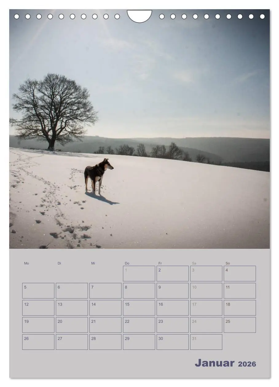 Bild: 9783516457308 | Kurzhaarcollies (Wandkalender 2026 DIN A4 hoch), CALVENDO...