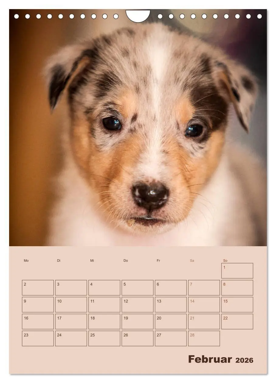 Bild: 9783516457308 | Kurzhaarcollies (Wandkalender 2026 DIN A4 hoch), CALVENDO...