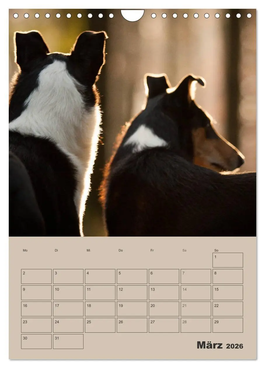 Bild: 9783516457308 | Kurzhaarcollies (Wandkalender 2026 DIN A4 hoch), CALVENDO...