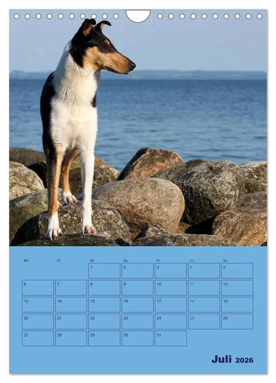 Bild: 9783516457308 | Kurzhaarcollies (Wandkalender 2026 DIN A4 hoch), CALVENDO...