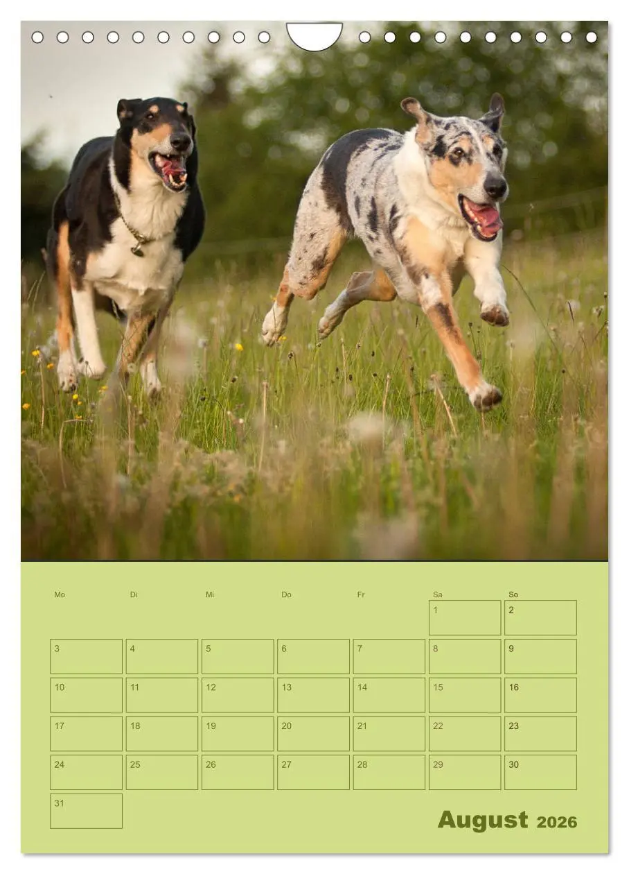 Bild: 9783516457308 | Kurzhaarcollies (Wandkalender 2026 DIN A4 hoch), CALVENDO...