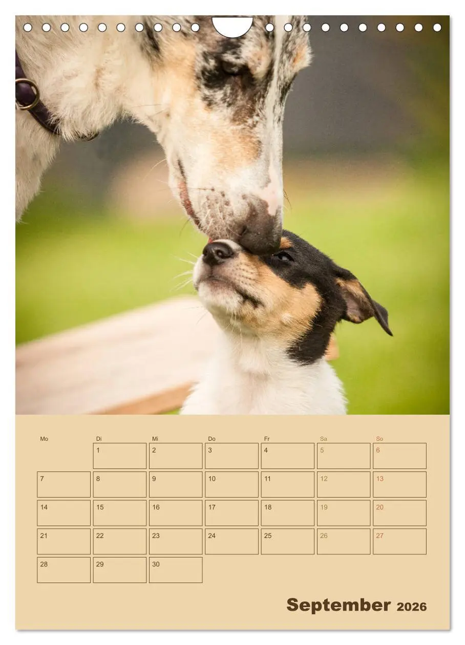 Bild: 9783516457308 | Kurzhaarcollies (Wandkalender 2026 DIN A4 hoch), CALVENDO...