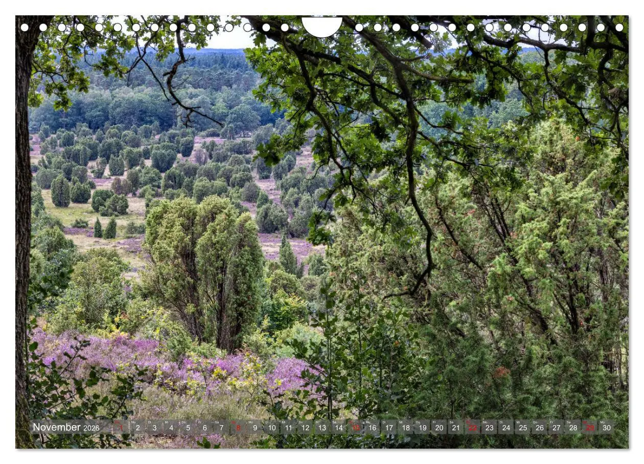 Bild: 9783457357408 | Die Lüneburger Heide - In voller Blüte (Wandkalender 2026 DIN A4...