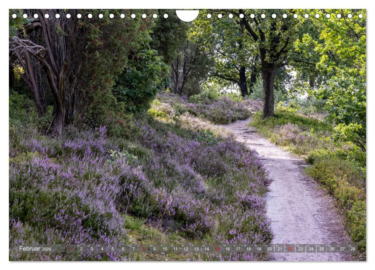 Bild: 9783457357408 | Die Lüneburger Heide - In voller Blüte (Wandkalender 2026 DIN A4...