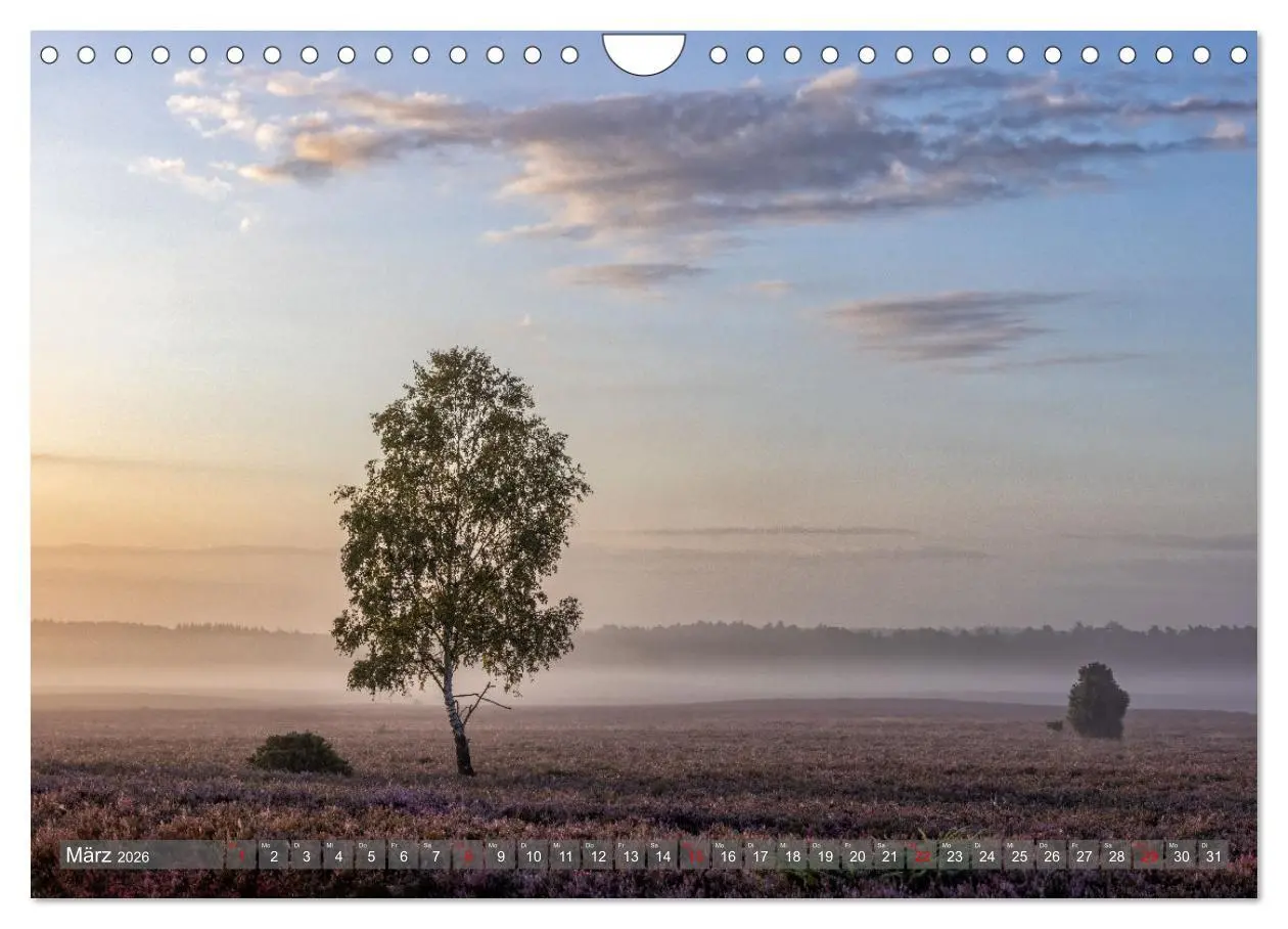 Bild: 9783457357408 | Die Lüneburger Heide - In voller Blüte (Wandkalender 2026 DIN A4...